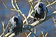 Jackdaw