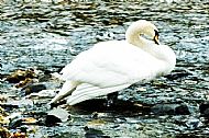 Swan