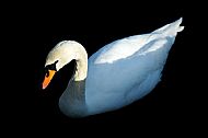 Swan