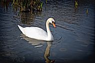 Swan