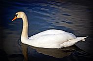 Swan
