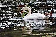 Swan