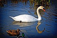 Swan