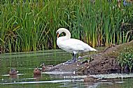Swan