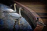Swan