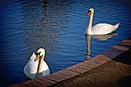 Swan