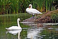 Swan