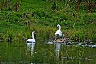 Swan