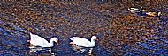 Geese & Ducks