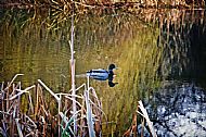 Mallard Duck