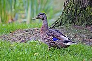 Mallard Duck