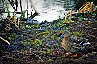 Mallard Duck