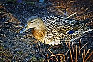 Mallard Duck