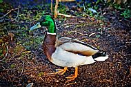 Mallard Duck