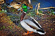 Mallard Duck