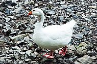 Goose