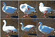 Goose