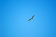 Black-headed Gull