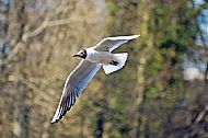 Black-headed Gull