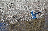 Black-headed Gull