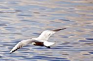 Black-headed Gull