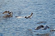 Black-headed Gull