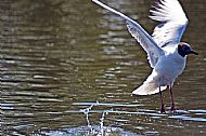 Black-headed Gull