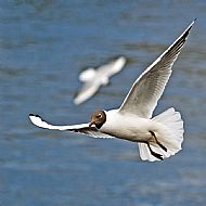 Black-headed Gull