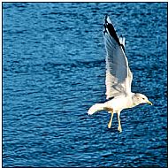 Black-headed Gull