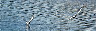 Black-headed Gull