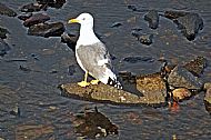 Herring Gull