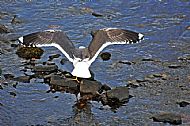 Herring Gull