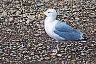 Herring Gull
