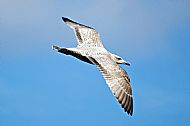 Herring Gull