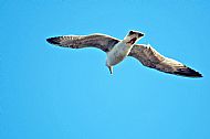 Herring Gull