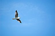 Herring Gull