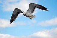 Herring Gull