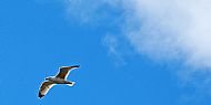 Herring Gull