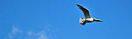 Herring Gull