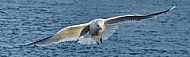 Herring Gull