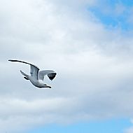 Herring Gull
