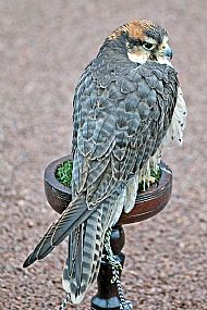 Unknown Raptor