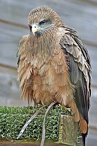 Unknown Raptor
