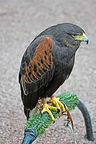 Harris Hawk