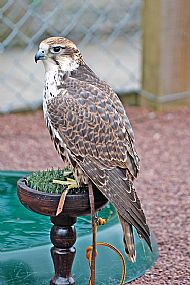 Unknown Raptor