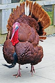 Turkey