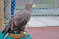 White-Tailed Sea Eagle