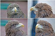 White-Tailed Sea Eagle