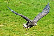 White-Tailed Sea Eagle