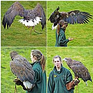 White-Tailed Sea Eagle
